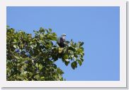 08AkageraAllDayGameDrive - 025 * African Fish Eagle.